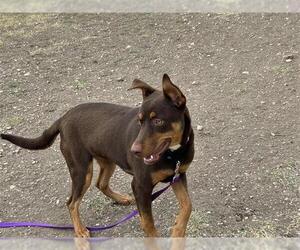 Australian Kelpie Dogs for adoption in San Antonio, TX, USA