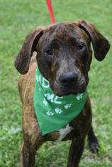 Labrador Retriever-Plott Hound Mix Dogs for adoption in Brevard, NC, USA