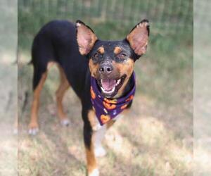 Mutt Dogs for adoption in San Antonio, TX, USA