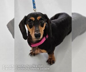 Dachshund Dogs for adoption in Agoura Hills, CA, USA