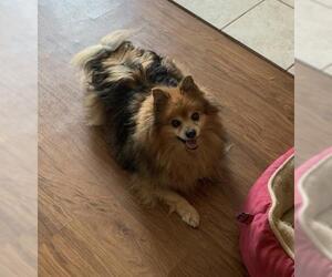 Pomeranian Dogs for adoption in bloomington, IL, USA