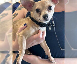 Chihuahua-Unknown Mix Dogs for adoption in Plano, TX, USA