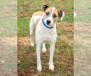 Mutt Dogs for adoption in Alpharetta, GA, USA