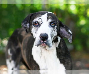 Catahoula Leopard Dog Dogs for adoption in Tavares, FL, USA