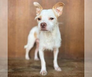 Mutt Dogs for adoption in Fredericksburg, TX, USA