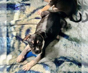 Mutt Dogs for adoption in Sterling, MA, USA