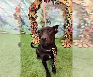 Labrador Retriever-Unknown Mix Dogs for adoption in Globe, AZ, USA