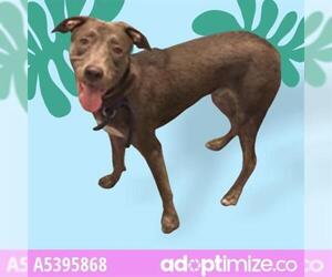 American Pit Bull Terrier-German Shepherd Dog Mix Dogs for adoption in Downey, CA, USA