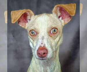 Chiweenie Dogs for adoption in Albuquerque, NM, USA