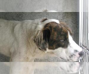 English Setter Dogs for adoption in Fort Lauderdale, FL, USA