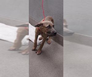 American Pit Bull Terrier-Unknown Mix Dogs for adoption in Las Vegas, NV, USA