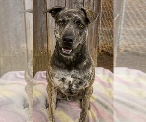 Catahoula Leopard Dog-Unknown Mix Dogs for adoption in Oakhurst, NJ, USA