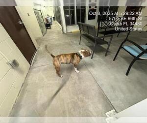 American Pit Bull Terrier Dogs for adoption in Ocala, FL, USA