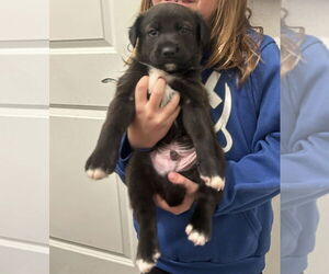 Labrador Retriever-Unknown Mix Dogs for adoption in Dana Point, CA, USA