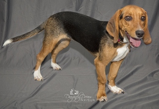 Bagle Hound Dogs for adoption in Waynesboro, PA, USA