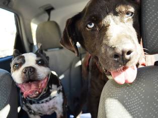 Labrador Retriever Dogs for adoption in Huntington Beach, CA, USA