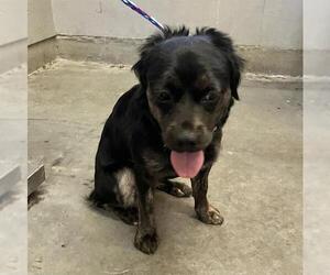 Cocker Spaniel-Unknown Mix Dogs for adoption in Camarillo, CA, USA