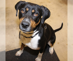 Greater Swiss Mountain Dog-Unknown Mix Dogs for adoption in Aldie, VA, USA
