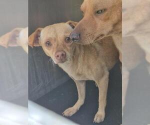 Chihuahua-Unknown Mix Dogs for adoption in San Antonio, TX, USA