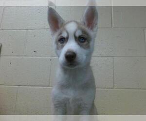 Siberian Husky-Unknown Mix Dogs for adoption in Downey, CA, USA