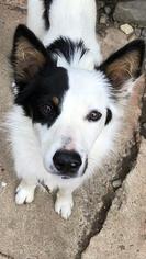 Border Collie Dogs for adoption in Lancaster, PA, USA