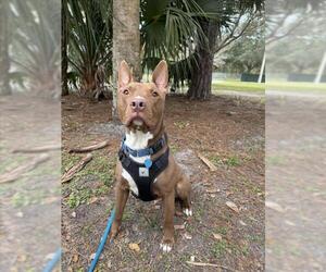 American Pit Bull Terrier Dogs for adoption in Vero Beach, FL, USA