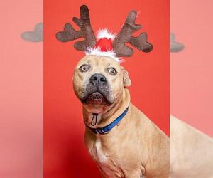 American Staffordshire Terrier Dogs for adoption in Fort Lauderdale, FL, USA