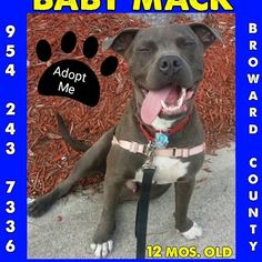 American Pit Bull Terrier Dogs for adoption in west Palm Beach, FL, USA