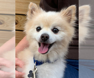 Pomeranian Dogs for adoption in Kennesaw, GA, USA