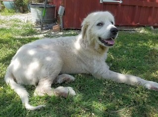 Medium Photo #1 Great Pyrenees Puppy For Sale in Boonton, NJ, USA
