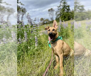 German Shepherd Dog-Unknown Mix Dogs for adoption in Seattle, WA, USA