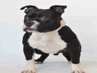 Small American French Bull Terrier