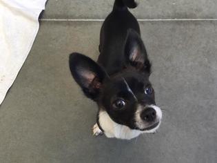 Medium Photo #1 Chihuahua Puppy For Sale in Santa Cruz, CA, USA
