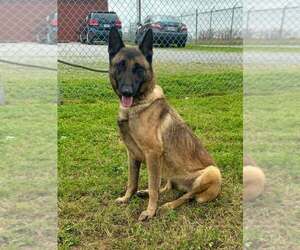 Mutt Dogs for adoption in Abbeville, LA, USA