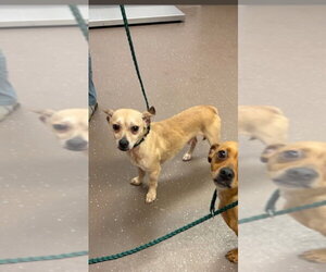 Chihuahua-Unknown Mix Dogs for adoption in South Bend, IN, USA