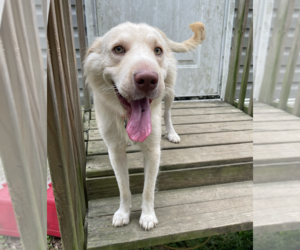 German Shepherd Dog-Great Pyrenees Mix Dogs for adoption in New Orleans, LA, USA