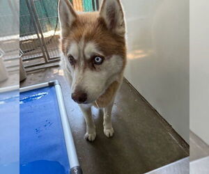 Siberian Husky Dogs for adoption in Santa Barbara, CA, USA