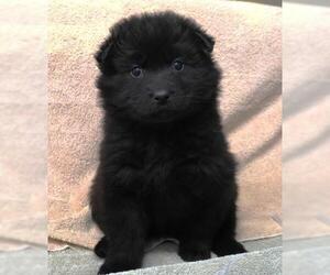 Mutt Dogs for adoption in Thief River Falls, MN, USA