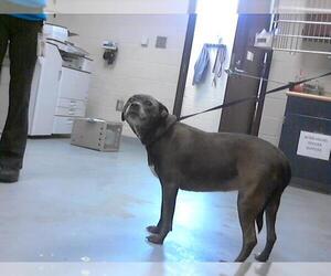 Labrador Retriever-Unknown Mix Dogs for adoption in Fayetteville, NC, USA