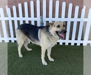 German Shepherd Dog Dogs for adoption in Modesto, CA, USA