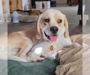 Beagle Dogs for adoption in Las Vegas, NV, USA