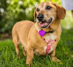 Dachshund Dogs for adoption in Greenbelt, MD, USA