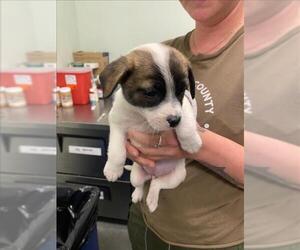 Australian Cattle Dog-Chihuahua Mix Dogs for adoption in Santa Cruz, CA, USA