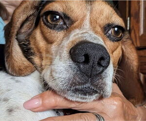 Beagle-Unknown Mix Dogs for adoption in Sanderson, FL, USA