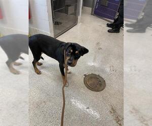Rottweiler-Unknown Mix Dogs for adoption in Tallahassee, FL, USA