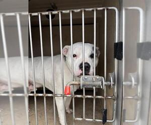 American Pit Bull Terrier-Unknown Mix Dogs for adoption in Oklahoma City, OK, USA