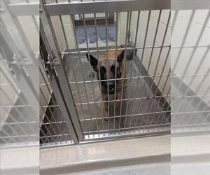 Mutt Dogs for adoption in Upland, CA, USA