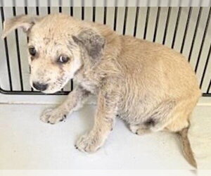 Labrador Retriever Dogs for adoption in Houston, TX, USA