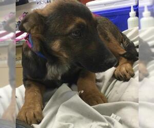 German Shepherd Dog-Unknown Mix Dogs for adoption in Riverside, CA, USA