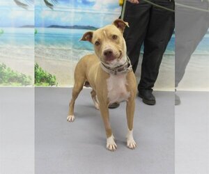 American Pit Bull Terrier Dogs for adoption in Louisville, KY, USA